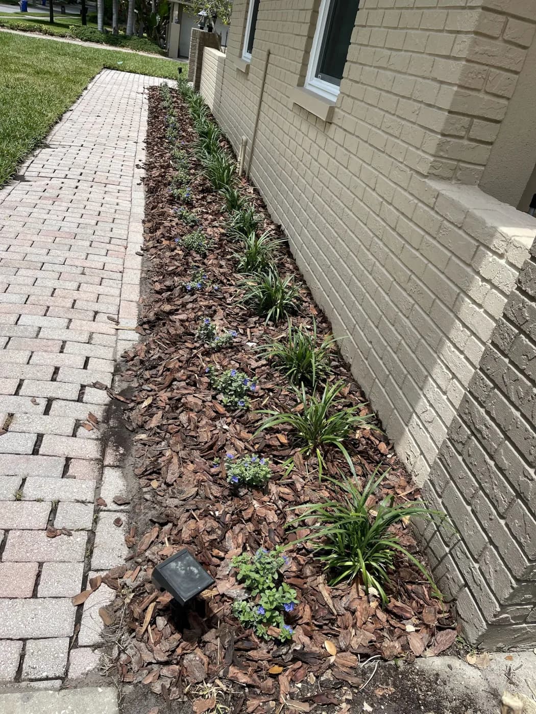 Foundation planting bed with fresh mulch, liriope, and flowering shrubs