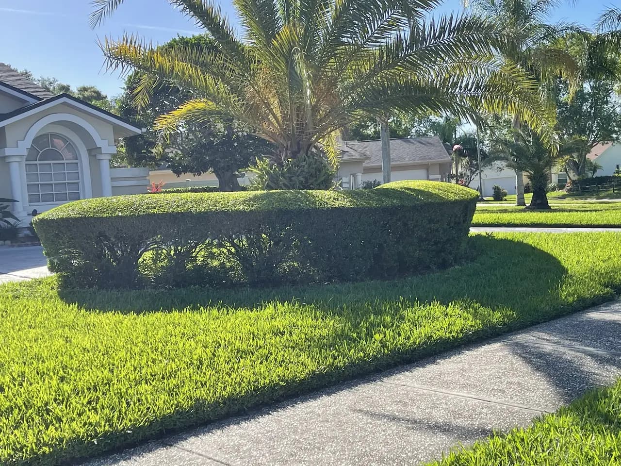 Sculpted hedge and palms along a residential sidewalk