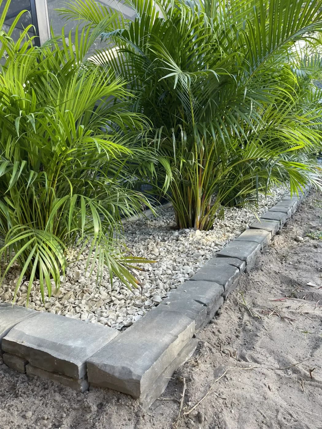 Shell mulch bed with areca palms beside a screened pool cage